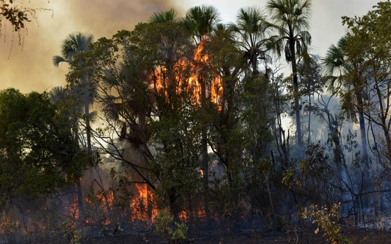 Amazonie : six pays sud-américains en conclave en Colombie contre les feux  forêt
