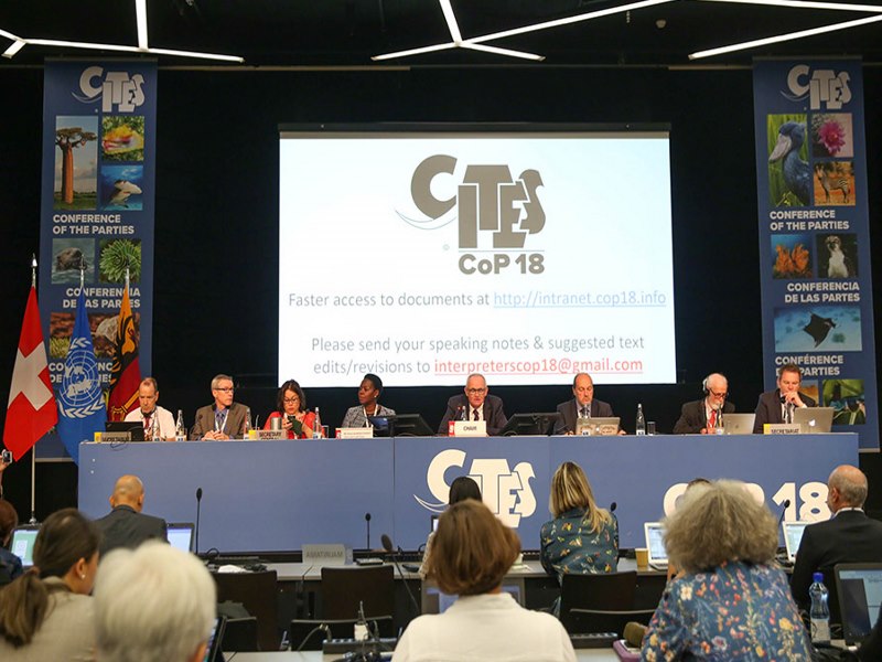 La CITES contre l’extinction des espèces protégées dans le monde