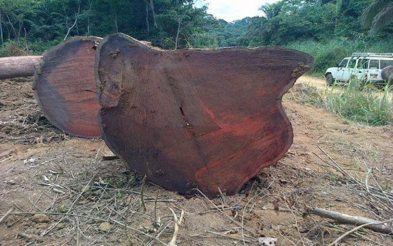 Des arbres sacrés sont abattus en masse pour faire des meubles de luxe au Gabon