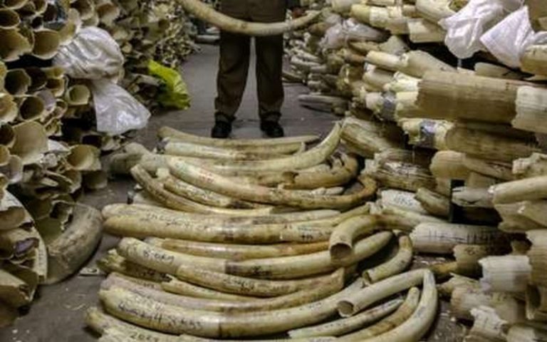 Embargo sur le commerce de l’ivoire : l’Afrique australe menace de quitter la CITES