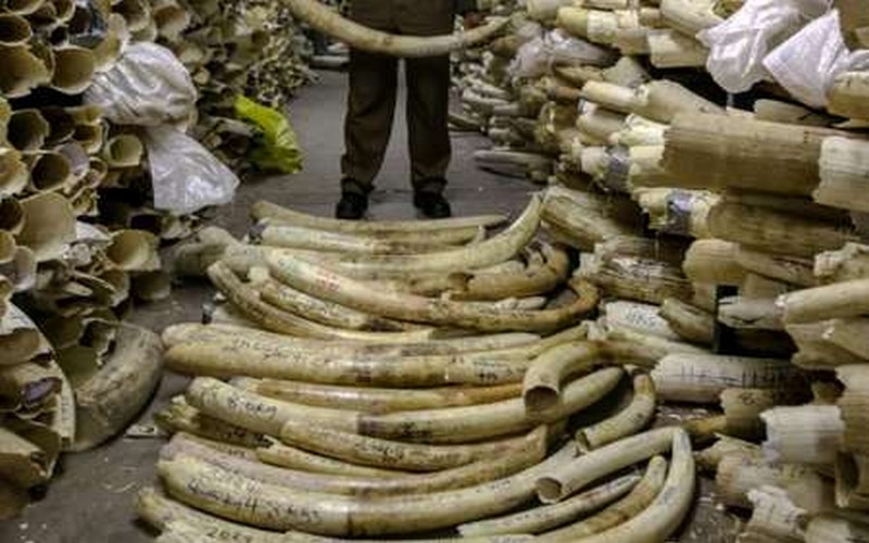 Embargo sur le commerce de l’ivoire : l’Afrique australe menace de quitter la CITES