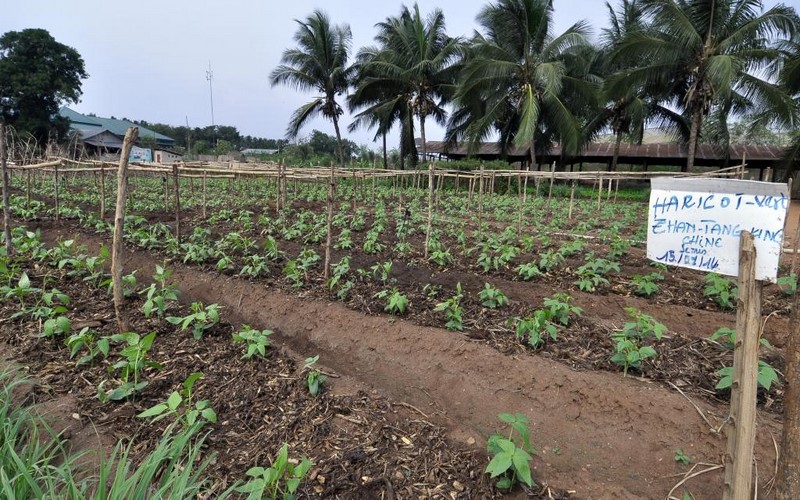 Face aux changements climatiques, l’Afrique se tourne vers les semences plus résistantes
