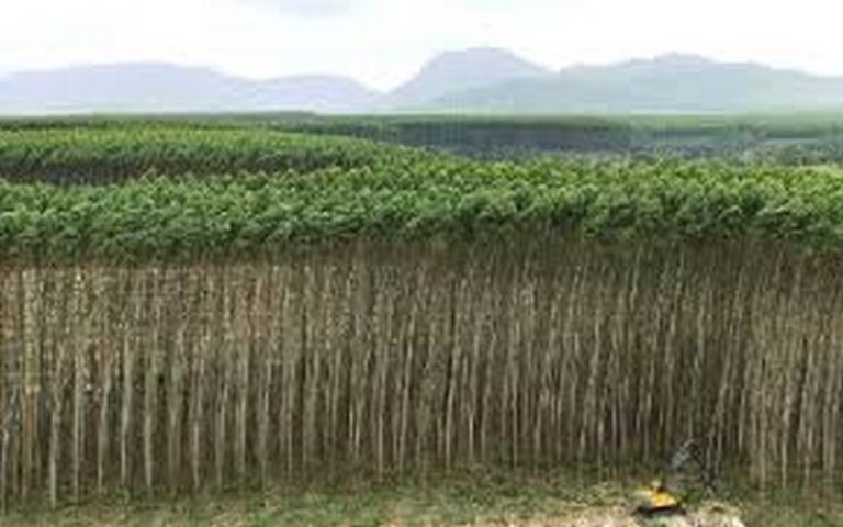 La BAD soutient la sylviculture en Afrique orientale et australe avec un investissement de 20 millions de dollars