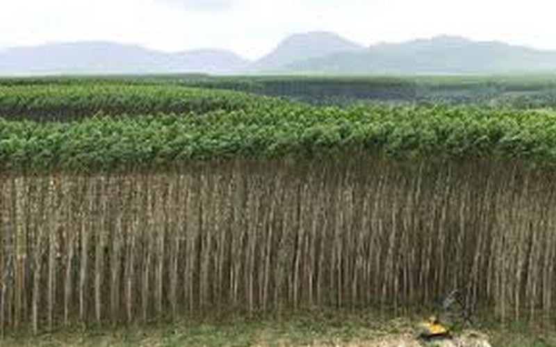 La BAD soutient la sylviculture en Afrique orientale et australe avec un investissement de 20 millions de dollars