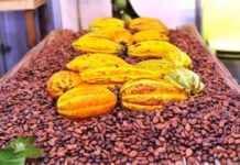 L’exécutif ivoirien supprime le régime du droit unique de sortie différencié pour le cacao