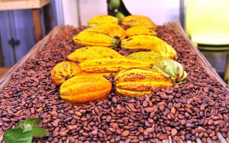 L’exécutif ivoirien supprime le régime du droit unique de sortie différencié pour le cacao