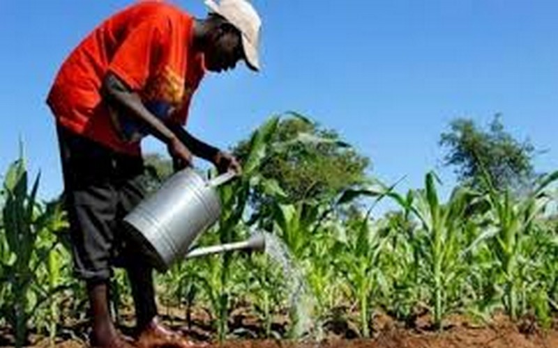 La GIZ-SAIS, une initiative visant à former les entrepreneurs africains des secteurs agricole et agroalimentaire lancée