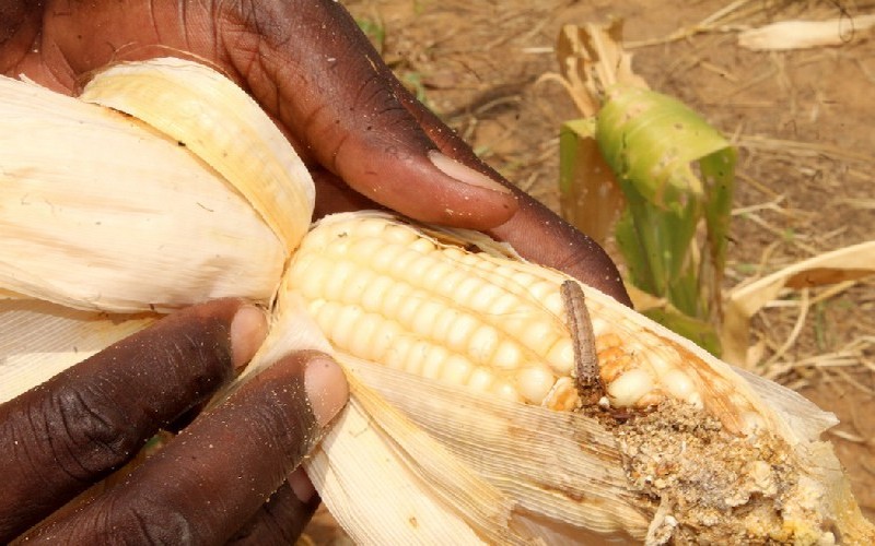 La lutte contre la chenille légionnaire au Sahel et en Afrique de l’Ouest