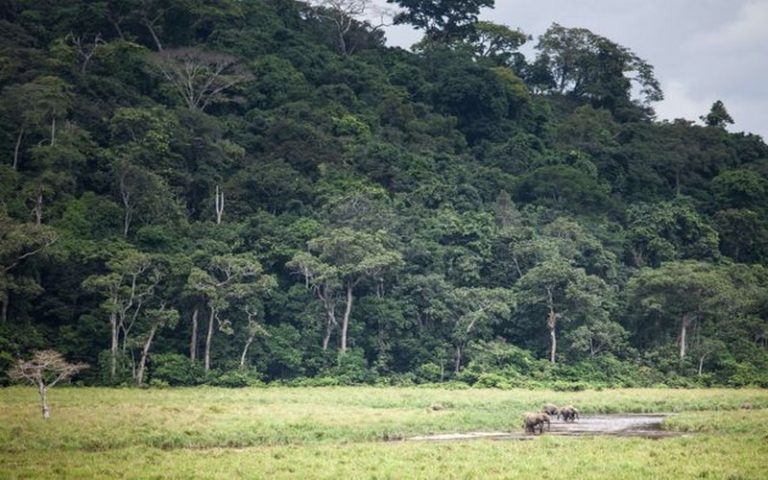 Le Gabon payé par la Norvège pour ses effets contre la déforestation