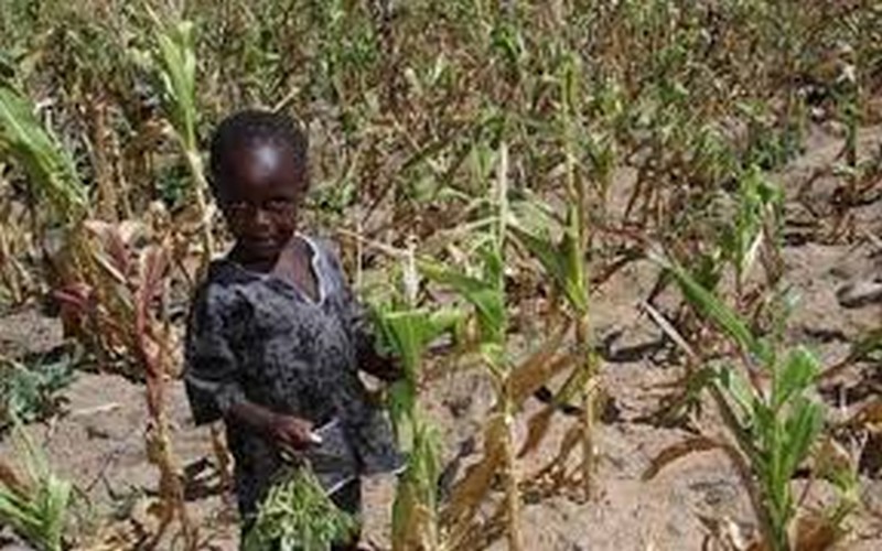 Le gouvernement du Zimbabwe déclare l’état d’urgence suite à la grave sécheresse