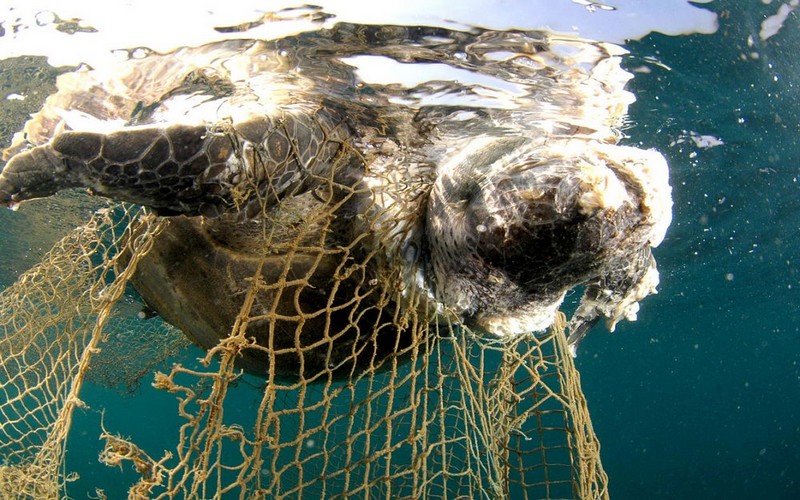 De l’importance de sauver les tortues marines au Togo
