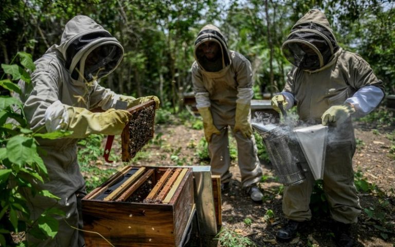 La Tanzanie mise sur la production du miel pour protéger l&rsquo;environnement