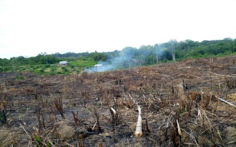 La forêt Amazonienne incapable de produire sa propre pluie dès 2021 ?