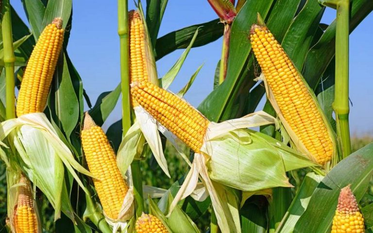 Le Haut-Katanga (RDC) mise sur le maïs pour combler son déficit alimentaire
