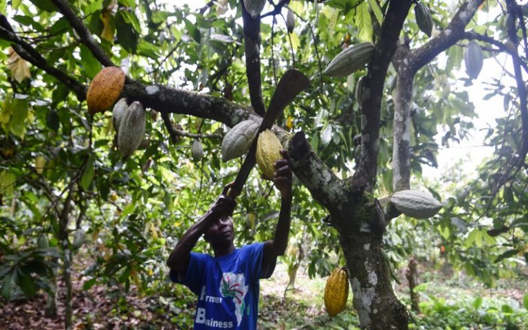 Vers une traçabilité totale du cacao à partir de la saison 2023 – 2024 en Côte d’Ivoire