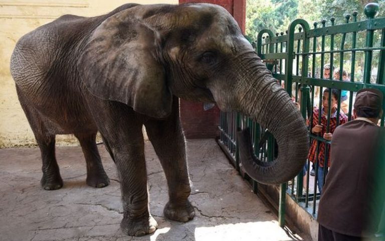 Le dernier éléphant d’Afrique est mort au zoo de Guizeh