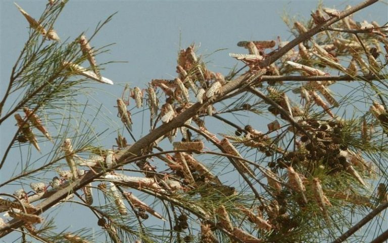 Les spécialistes de la lutte anti-acridienne en conclave en Mauritanie