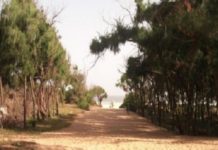 Les éleveurs et agriculteurs de Mbour (Sénégal) contre le déclassement forêt de Balabougou