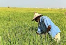 Pour Bruno Parmentier, « le monde a vraiment besoin que l’Afrique se mette à faire de l’agriculture »