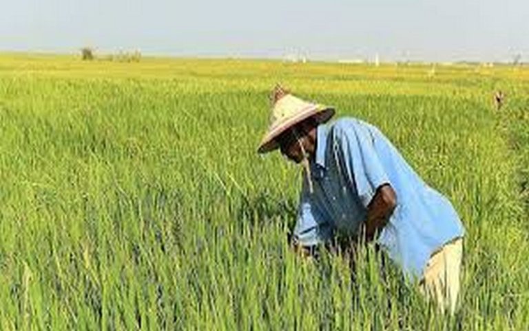 Pour Bruno Parmentier, « le monde a vraiment besoin que l’Afrique se mette à faire de l’agriculture »