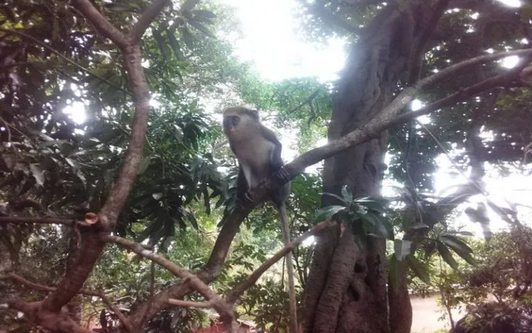Une cérémonie organisée en Côte d’Ivoire pour l’observation des singes sacrés