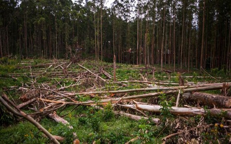 RD Congo : des ONG dénoncent la gouvernance forestière