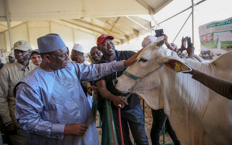 La 6ème édition de la Journée nationale de l’élevage célébrée à Kaël (Sénégal)