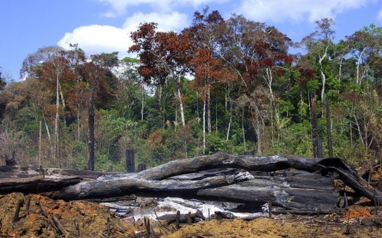 La forêt Amazonienne entre feux de brousse et déforestation