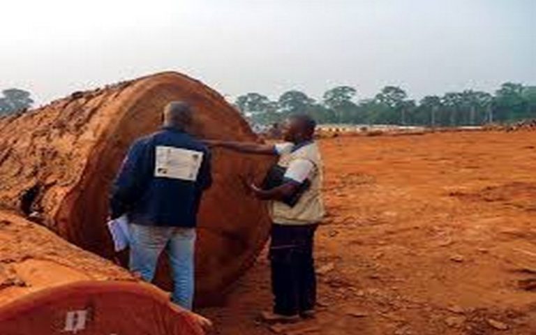 Le Cameroun génère une hausse de recettes forestières grâce au SNOIE