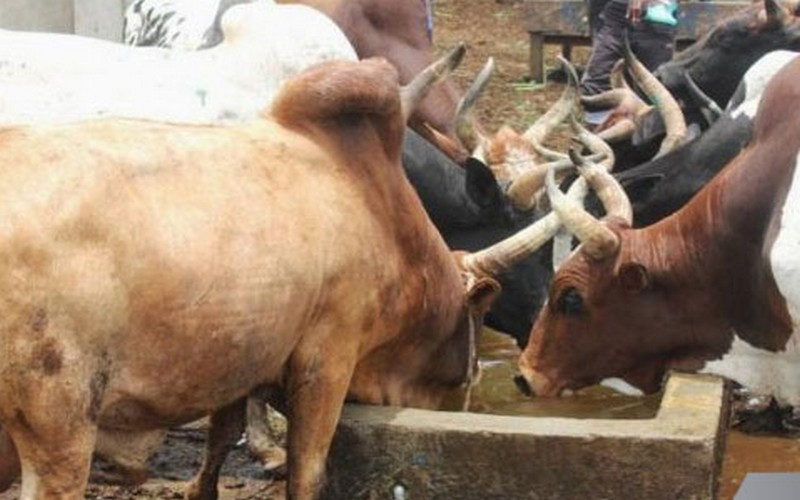 Sénégal : le Dr Fatou Ka s’en prend au manque d’intérêt pour les cultures fourragères
