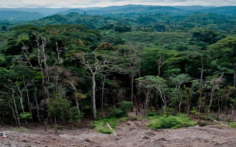 Forêts tropicales, Zones humides : des écosystèmes sous haute menace en Afrique