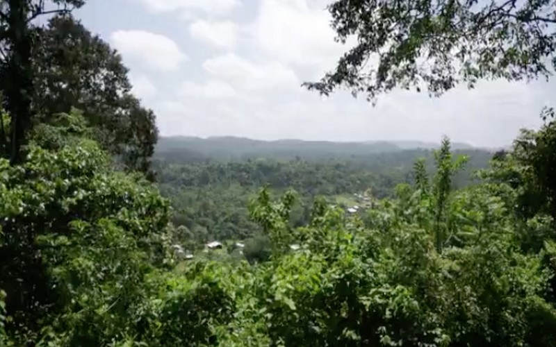 Payer un pays pour ne pas déforester, ça fonctionne