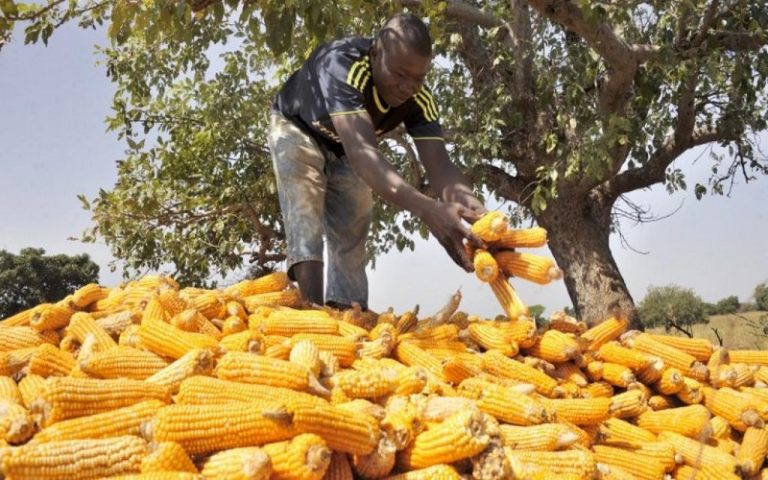 L’Afrique face aux défis de l’agro-industrie