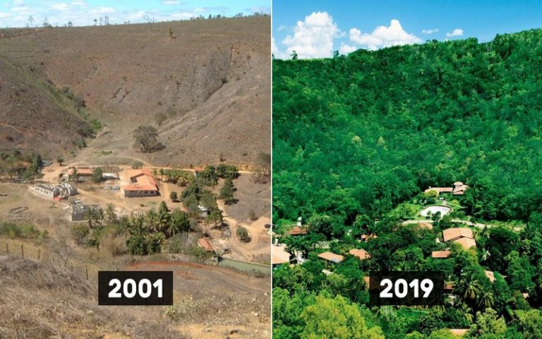Recréation d’une forêt : un couple a planté 2 millions d’arbres en 20 ans