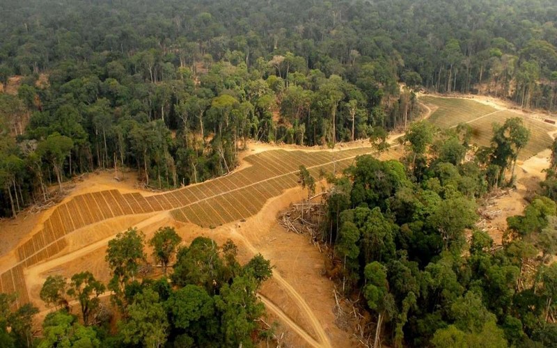 Selon une estimation, un tiers de la flore tropicale africaine menacée d’extinction