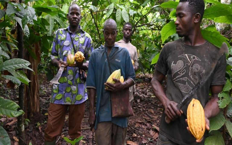 Les planteurs de cacao ivoiriens et ghanéens bientôt dotés d’un accord visant à leur garantir un meilleur revenu