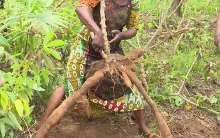 Autosuffisance alimentaire : la Côte d’Ivoire atteint 105% sur la période 2014-2017