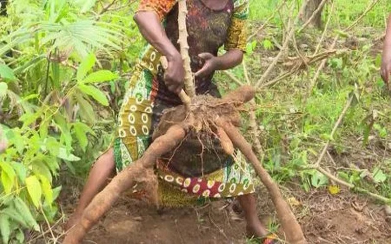 Autosuffisance alimentaire : la Côte d’Ivoire atteint 105% sur la période 2014-2017