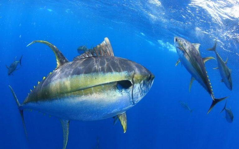 Changement climatique : les océans commencent à manquer d’oxygène
