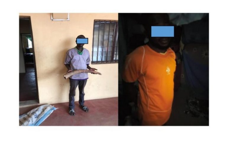 Deux trafiquants d’ivoire condamnés à 12 mois de prison dont 3 avec sursis
