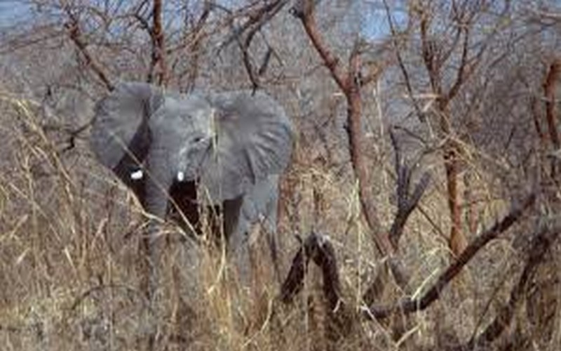 Environs 250 éléphants localisés dans l’État de Borno (Nigeria)