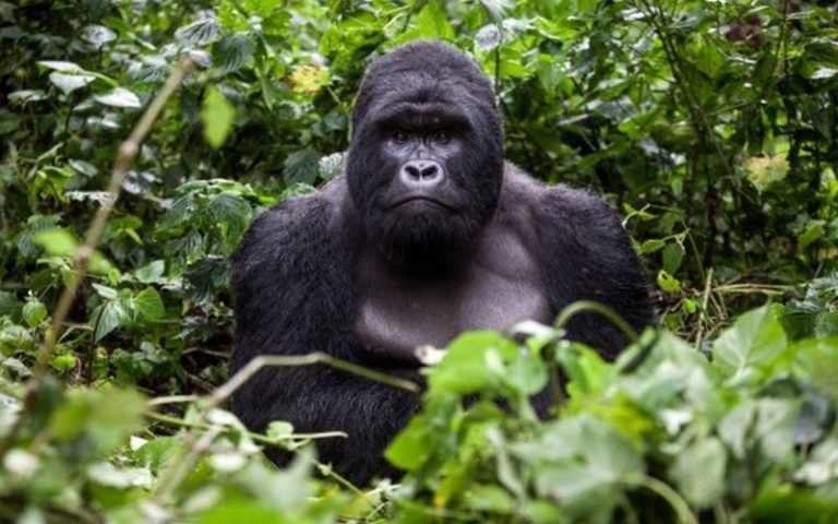La Russie appuie le Gabon dans la lutte contre la criminalité faunique