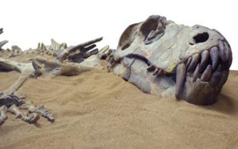 La liste des animaux disparus et qu’on ne reverra plus jamais