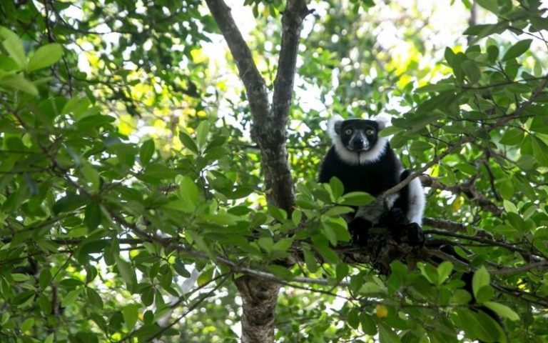 Le réchauffement climatique à l’origine de la menace sur les lémuriens malgaches