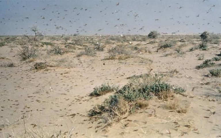 Les cultures de la Corne de l’Afrique menacées par l’invasion de criquets pèlerins