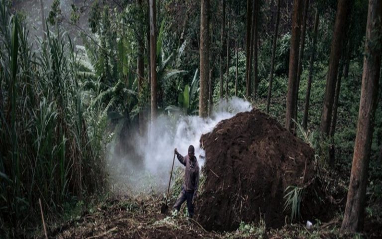 Les forêts africaines décimées à cause de la recherche du charbon de bois