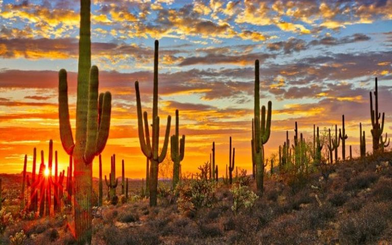 Madagascar : les plantes de cactus font décupler la production de biogaz