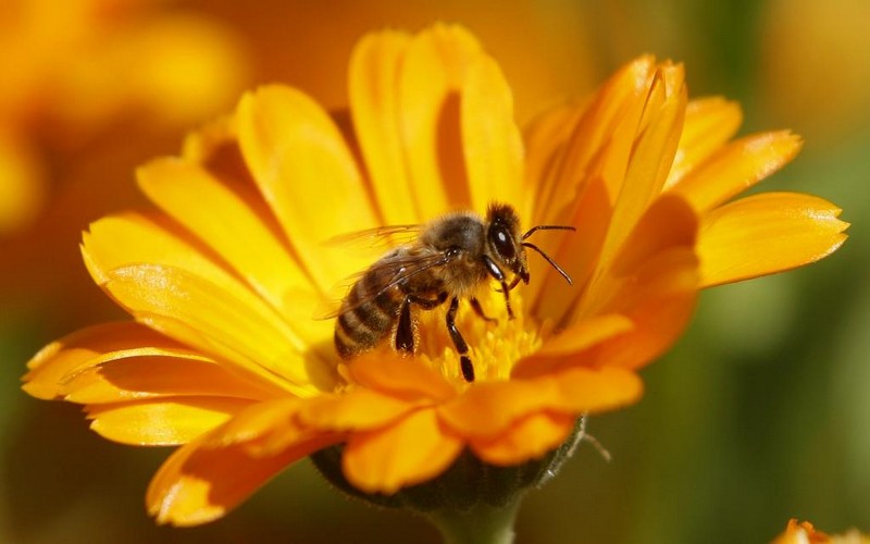 Selon l’AEE, les objectifs environnementaux de l’UE ne seront pas atteints en 2020