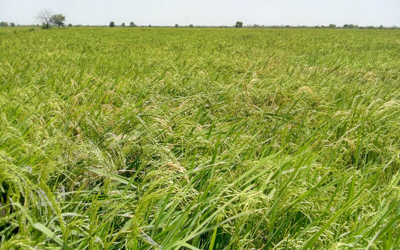 Sénégal : le PNAR attend de « bonnes » récoltes  dans la production rizicole en 2019