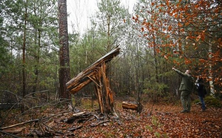 Vingt ans après la tempête de 1999, la forêt face à une nouvelle catastrophe
